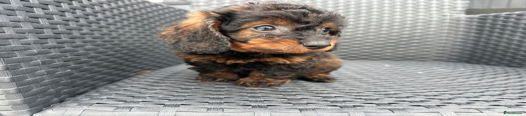 Mixed Breed Puppy 3