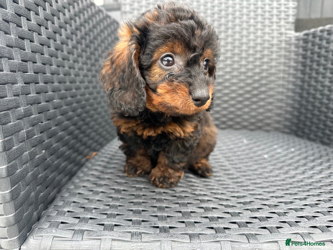Mixed Breed dogs for sale: Stunning Daxipoo both parents kc,  health tested - Image 7