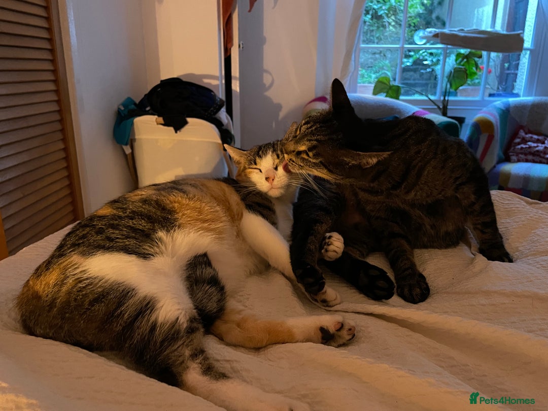 Domestic Shorthair cats for sale: Inigo and Daisy - Advert 6