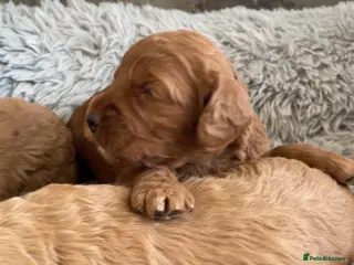 Cockapoo dogs 5⭐️ Red F1 cockapoo pups. Clear genetics - Advert 15