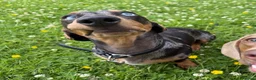 Miniature Dachshund dogs for sale: miniature dachshund 20months old - Advert 3