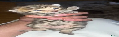 Bengal 4