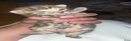 Bengal cats for sale: 🐆Tica reg kittens available 🐆 - Advert 16