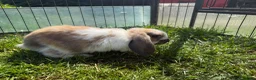 Mini Lop rabbits for sale: Litter of Mini Lop bunnies  - Advert 16