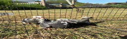 Pigeons birds for sale: Baby racing pigeons, homing pigeons  - Advert 3