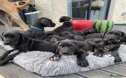 Great Dane dogs for sale: Gorgeous Black Great Dane Puppies - Image 12