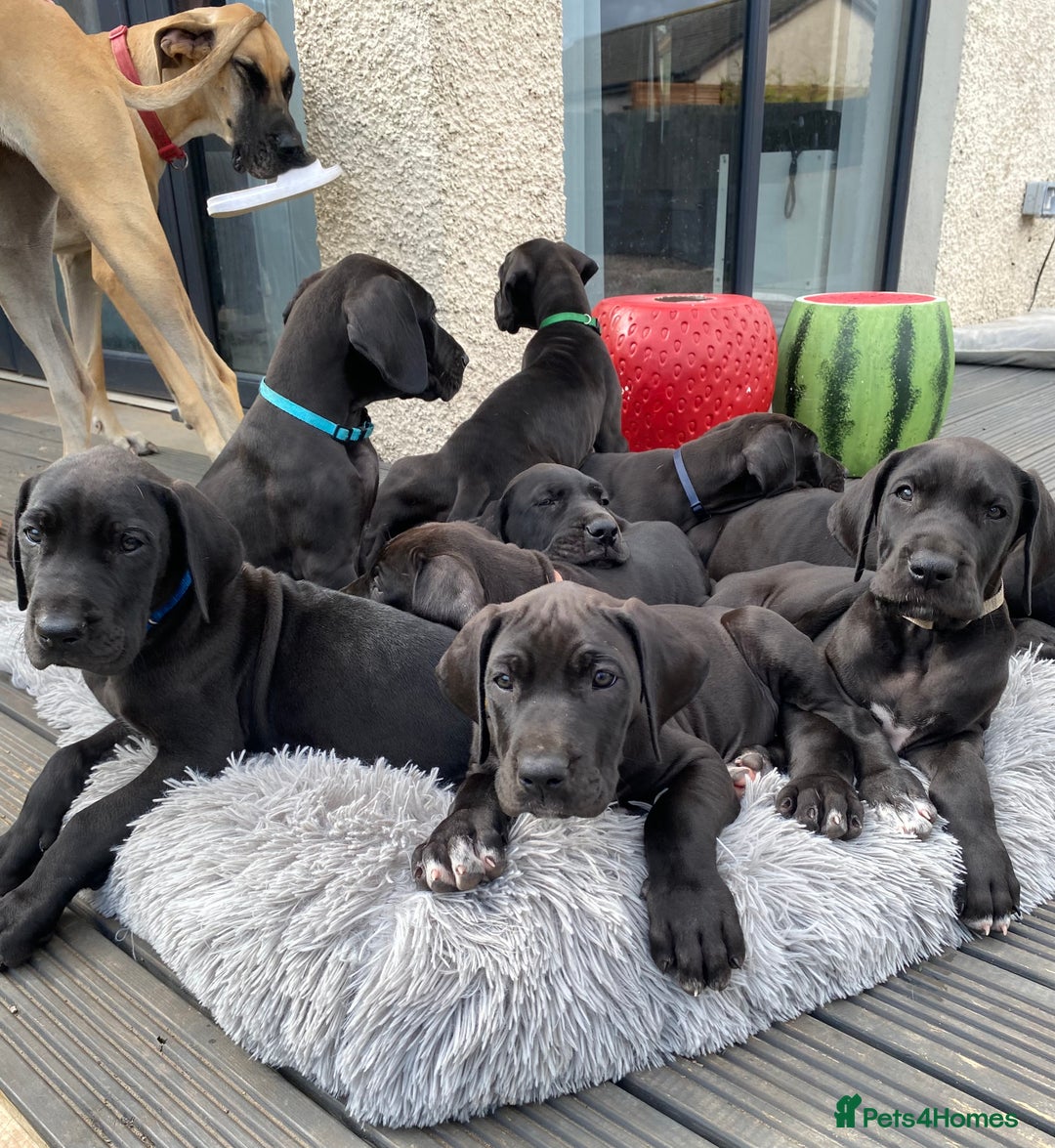 Great Dane dogs for sale: Gorgeous Black Great Dane Puppies - Image 12