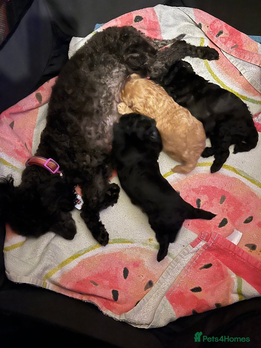 Toy Poodle dogs for sale: Last boy still available  - Advert 3