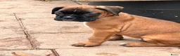 Boxer dogs for sale: READY NOW- Stunning boxer puppies - Advert 4