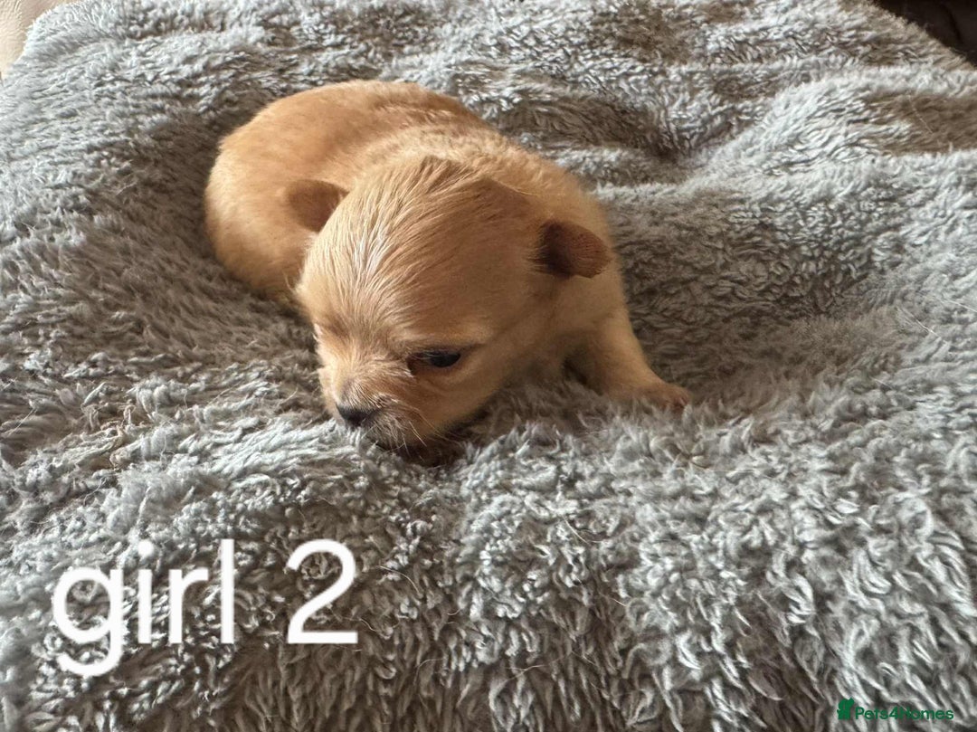 Chihuahua dogs for sale: Chihuahua long coat puppies 2 girls and 1 boy - Image 15