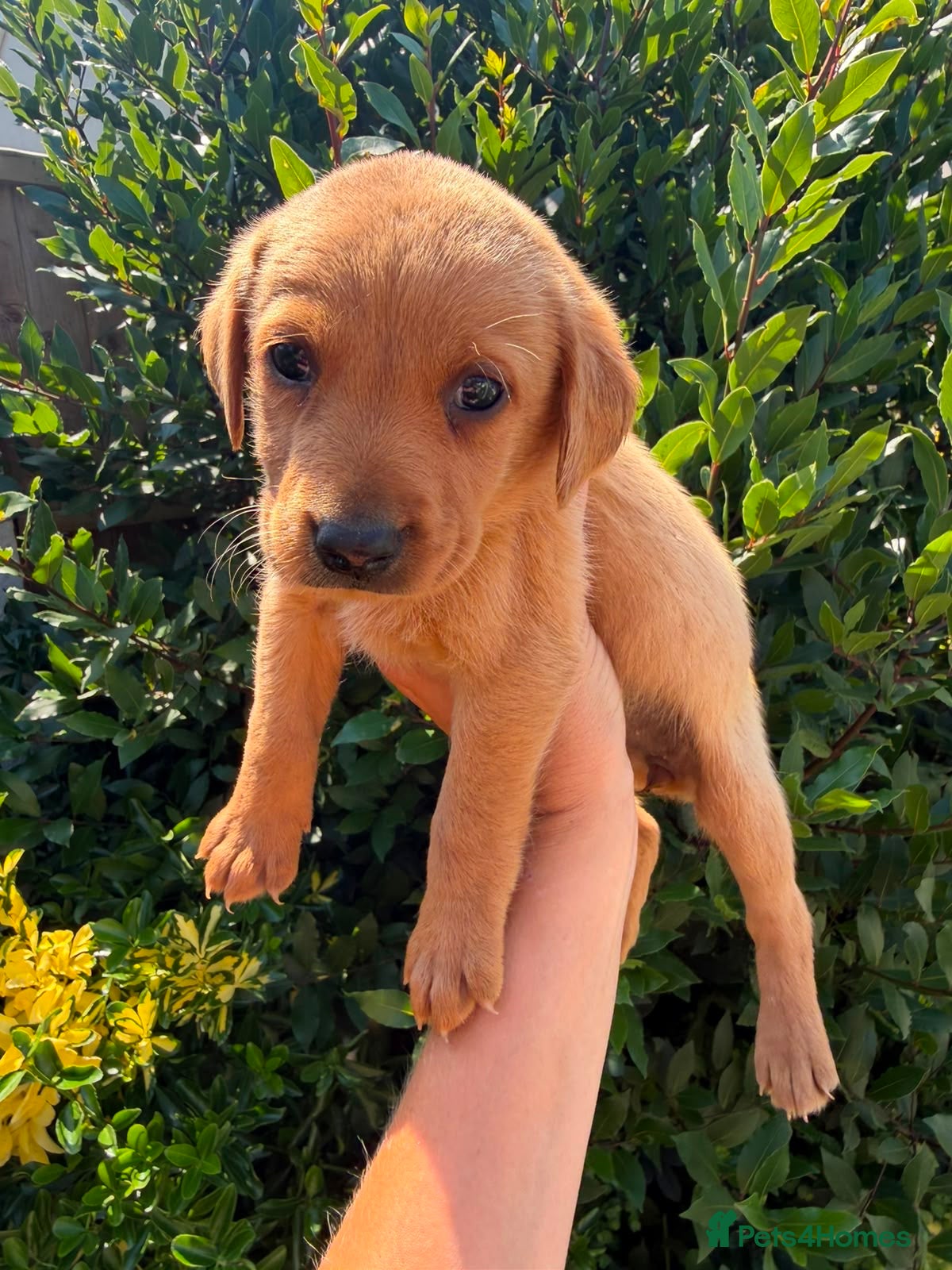 Labrador Retriever dogs KC Pedigree Labradors for sale  - Advert 2
