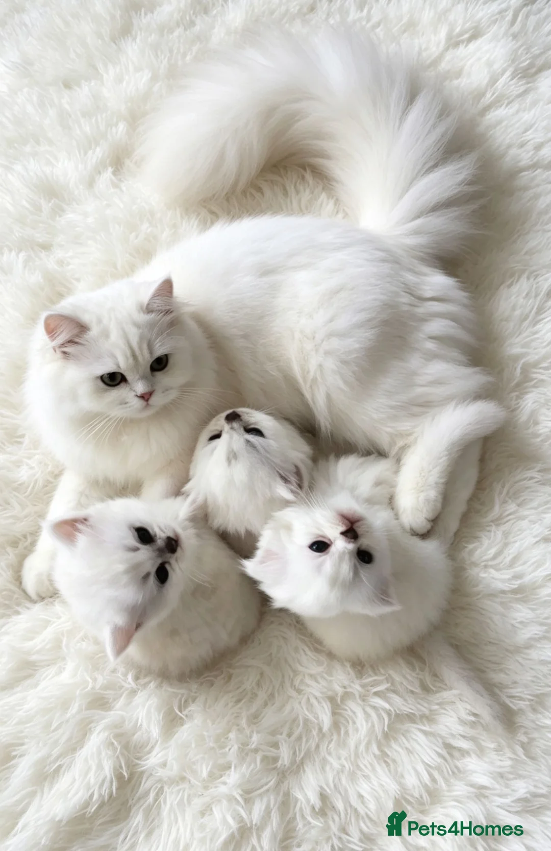 British Longhair cats for sale: British long hair boy - Advert 8