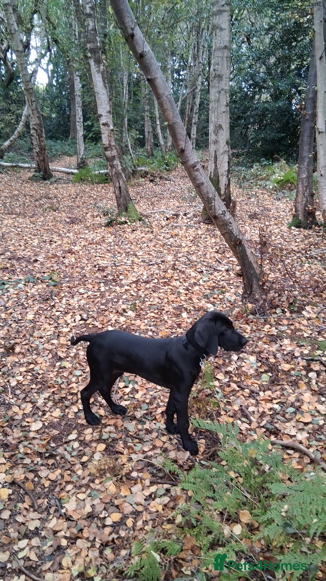 Mixed Breed dogs Weirnermer x Visla x GSP - Advert 13