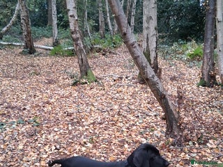 Mixed Breed dogs Weirnermer x Visla x GSP - Advert 14