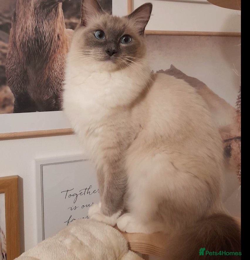 Ragdoll cats Beautiful half/ragdoll kitten  - Advert 14