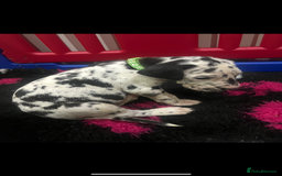 Great Dane dogs for sale: READY NOW PURE BRED GREAT DANE PUPPIES FOR SALE - Image 24