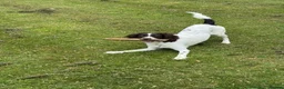 Sproodle dogs for sale: Sproodle 8 months old in Stoke-on-Trent - Advert 4