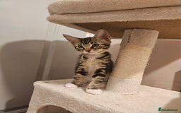Maine Coon cats for sale: Maine Coon (parents not registered - family pet) - Image 11