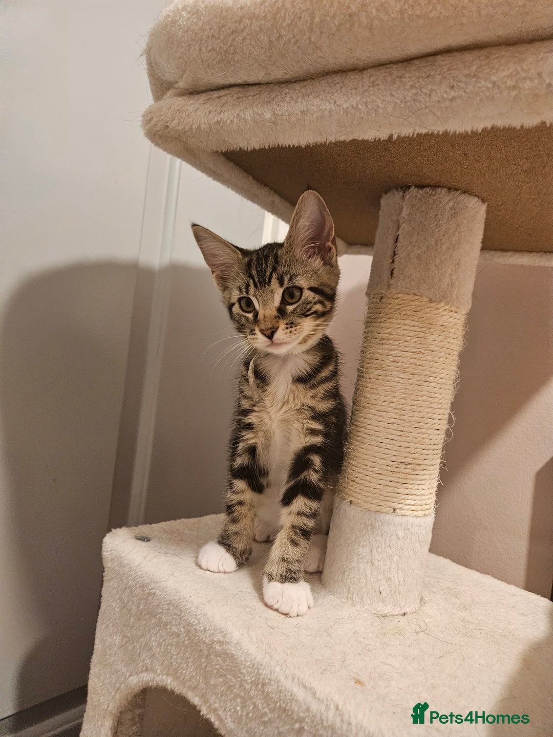 Maine Coon cats for sale: Maine Coon (parents not registered - family pet) - Image 11
