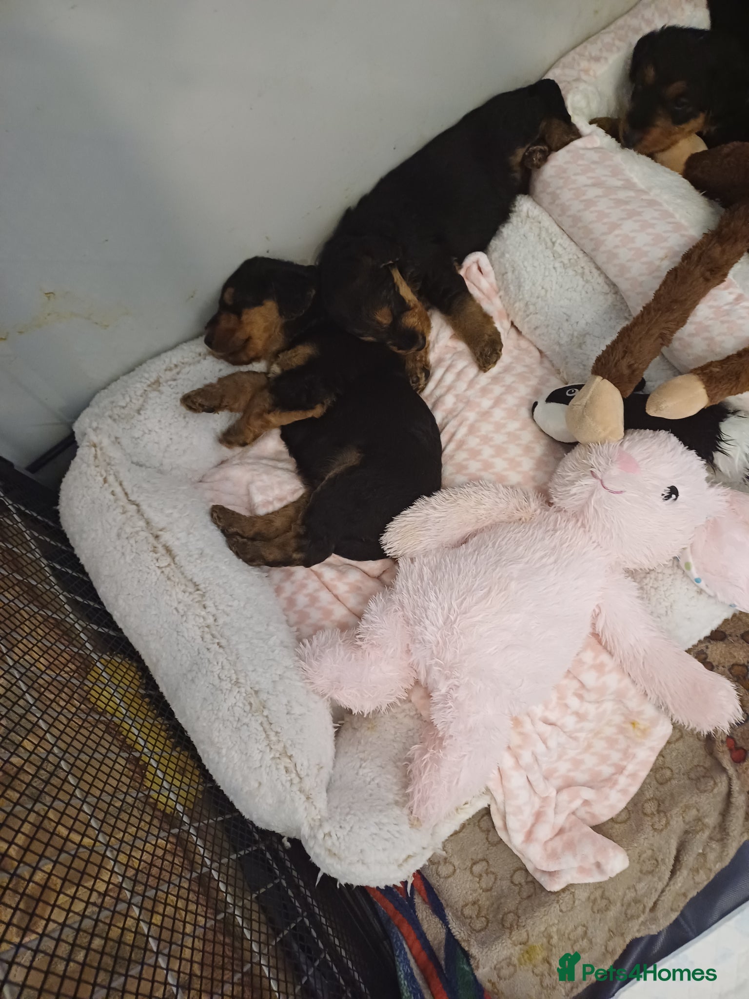 Airedale Terrier dogs Airedale terrier puppies  - Advert 2