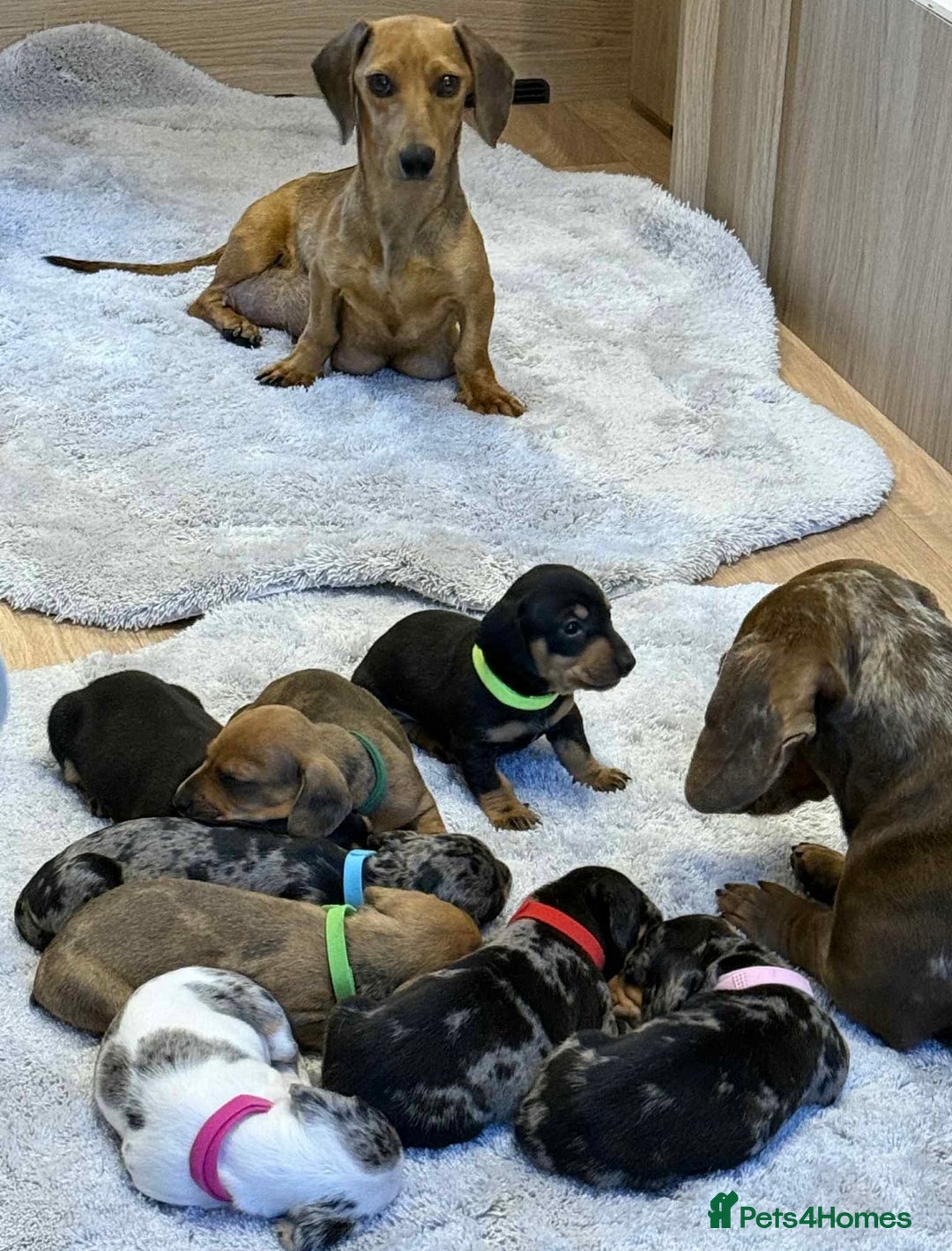 Dachshund dogs for sale: Adorable dachshund puppies ready for loving homes - Image 1
