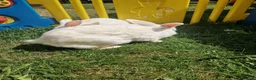 British Giant rabbits for sale: Spanish giant rabbits  - Advert 10