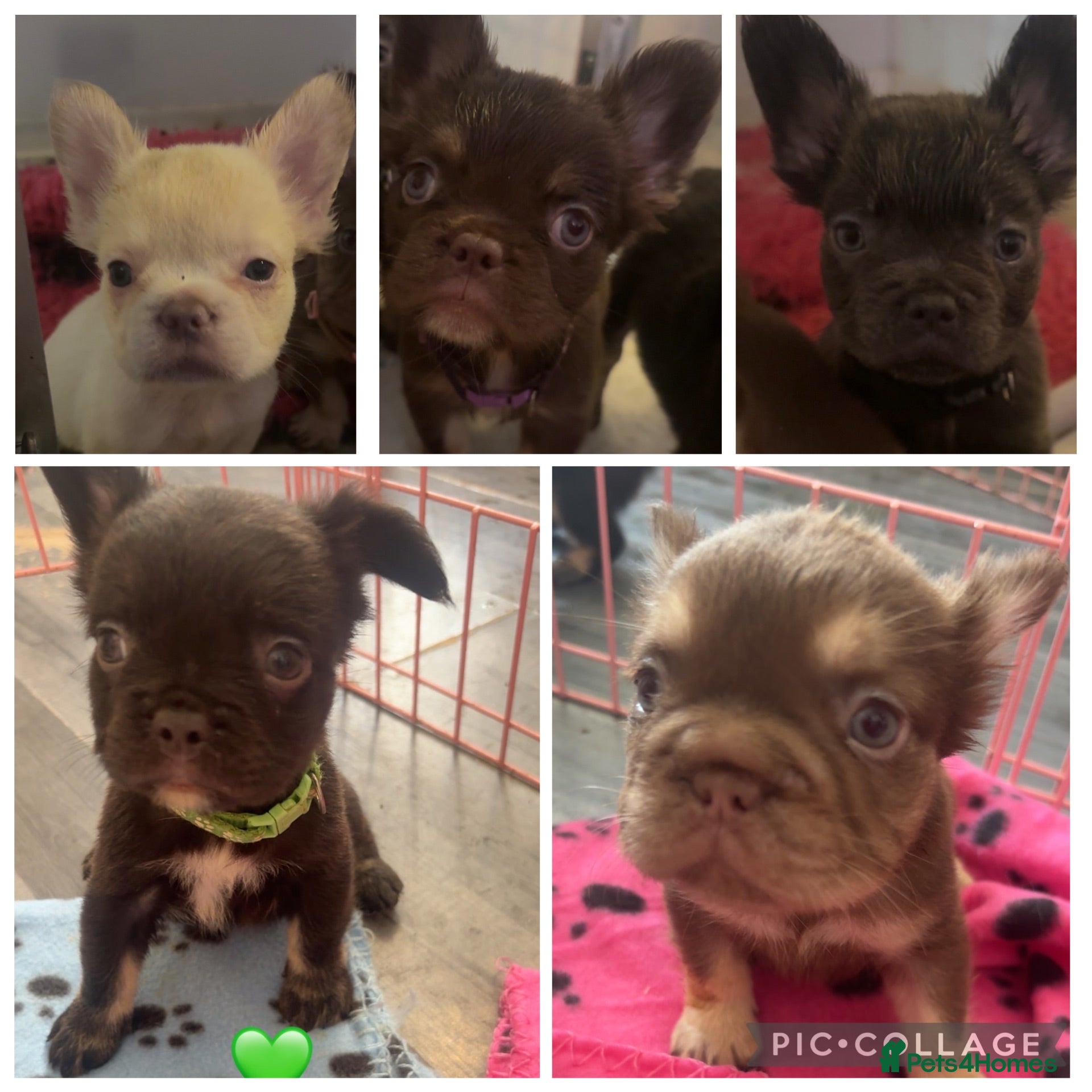 French Bulldog dogs Fluffy French bulldog - Advert 1