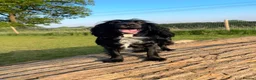 Mixed Breed dogs for sale: 12 puppies ready for their new homes in 7 weeks  in Norwich - Advert 9