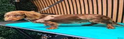 Miniature Dachshund dogs for stud: **RogueRoyales Stud Vuitton** PRA Clear - Advert 2