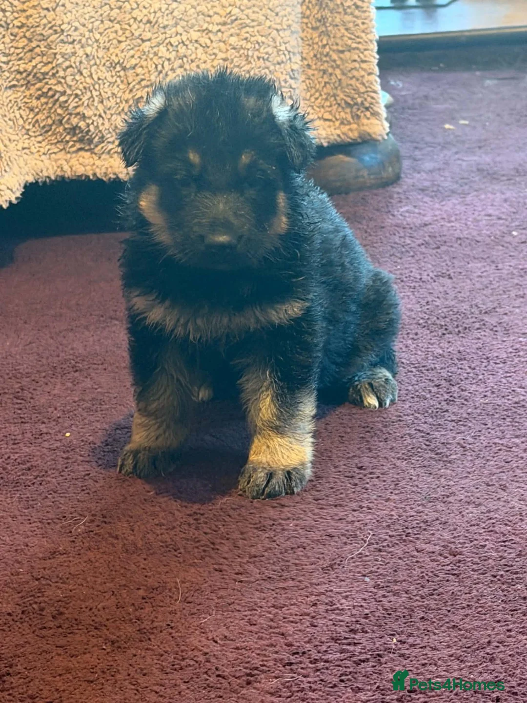 German Shepherd dogs for sale: My gorgeous german shepherd puppies in Bishop Auckland - Advert 6