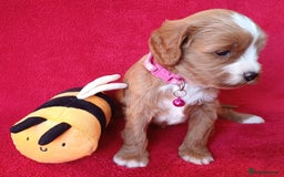 Cavapoo dogs for sale: F2 Cavapoo, Dog breeding license - Advert 24