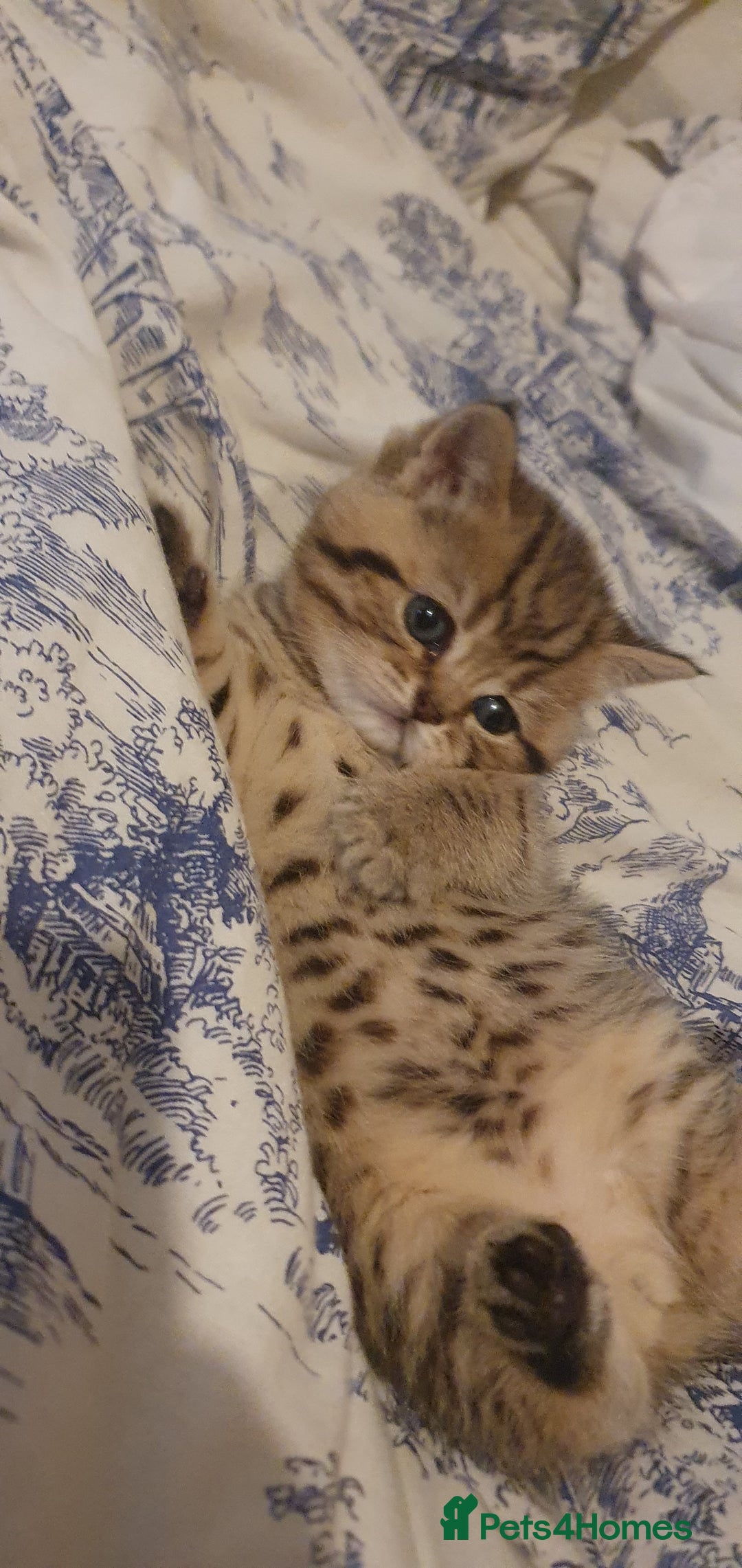 British Shorthair cats for sale: British Shorthair Black and Brown Golden Tabby ✨️  - Advert 13