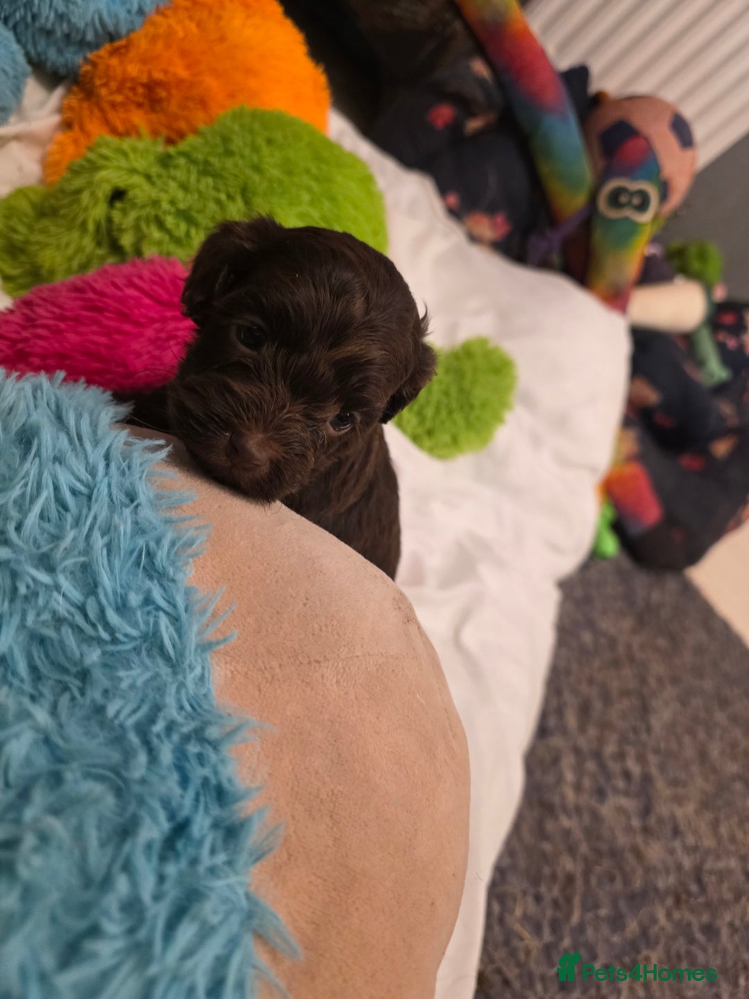 Cockapoo dogs for sale: Cockapoo puppies - Advert 29