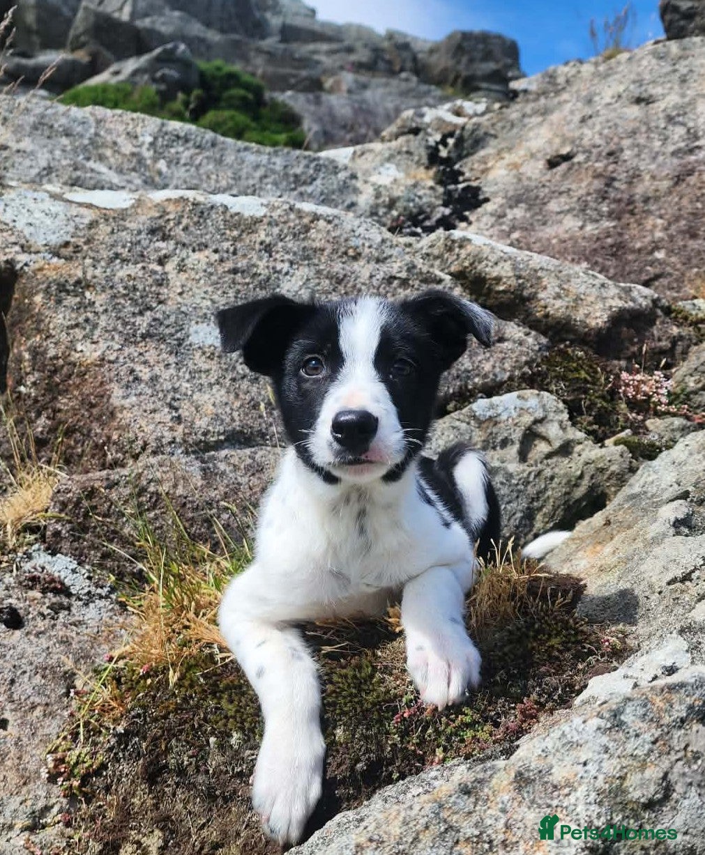Border Collie dogs for sale: Gorgeous and Playful Border Collie Pup in Crymych - Advert 1