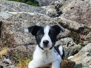 Border Collie dogs Gorgeous and Playful Border Collie Pup - Advert 1