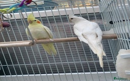 Cockatiels birds for sale: Cockatiel birds - Image 2