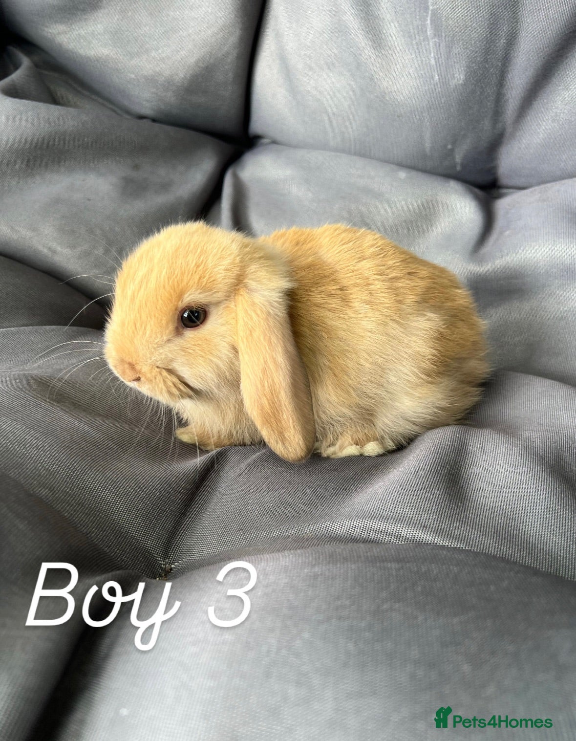 Mini Lop rabbits Mixed mini lop - Advert 2