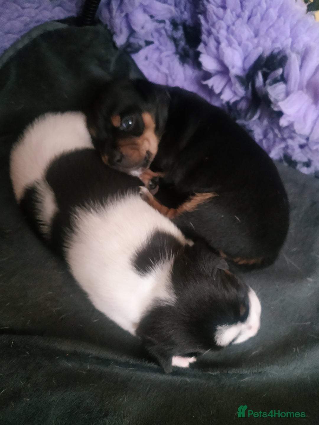 Jack Russell dogs for sale: Jack Russell  - Advert 7