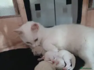Turkish Angora cats Turkish angora x Ragdoll kittens - Advert 1
