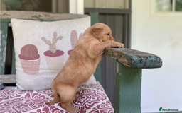 Golden Retriever dogs for sale: Beautiful Golden Retriever Puppies – Family Raised - Image 10