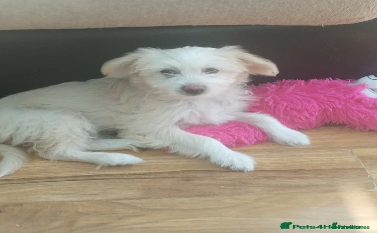 Chinese Crested dogs - Advert 1