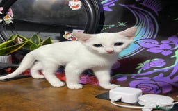Mixed Breed cats for sale: Kittens ready to go!!😸 - Image 3