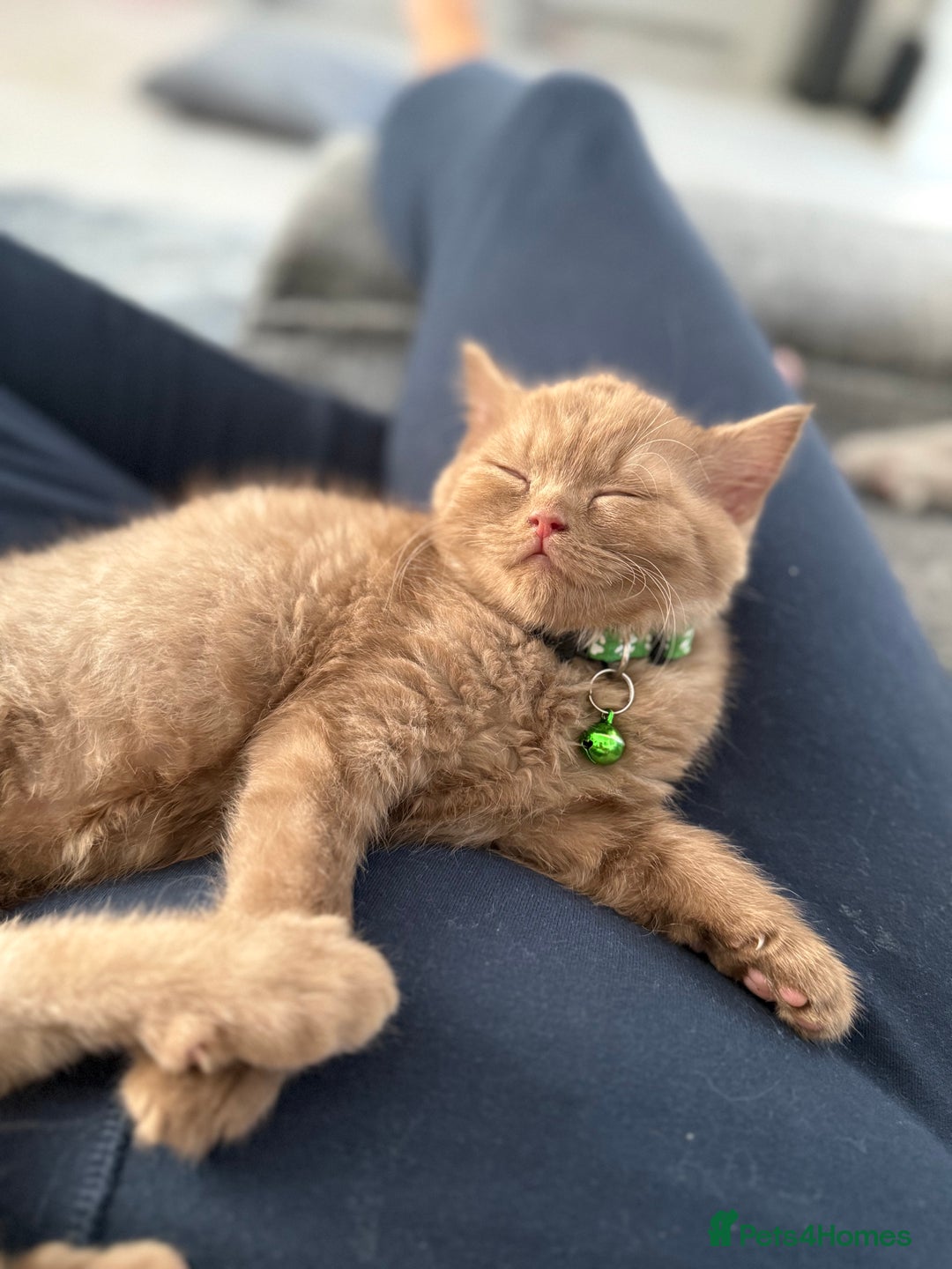 British Shorthair cats for sale: 🐾Beautiful Pedigree Kittens 🐾 READY NOW!!  in Cradley Heath - Image 11
