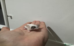 Mouse rodents for sale: Male mice for sale  - Image 2