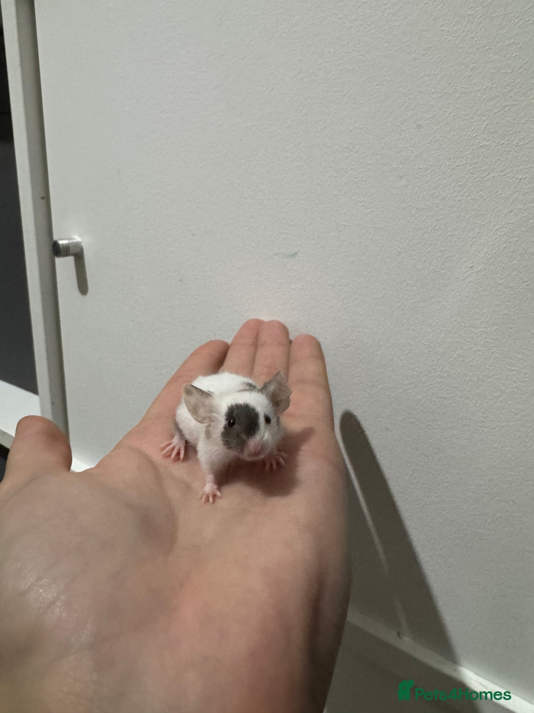 Mouse rodents for sale: Male mice for sale  - Image 2
