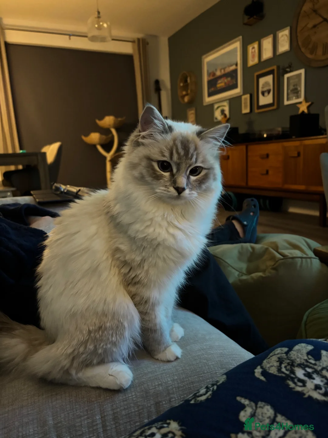 Ragdoll cats for sale: Much loved 11 month old female Ragdoll - Advert 2