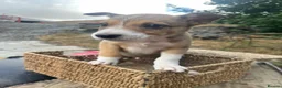 Mixed Breed dogs for sale: Working dogs - Advert 29