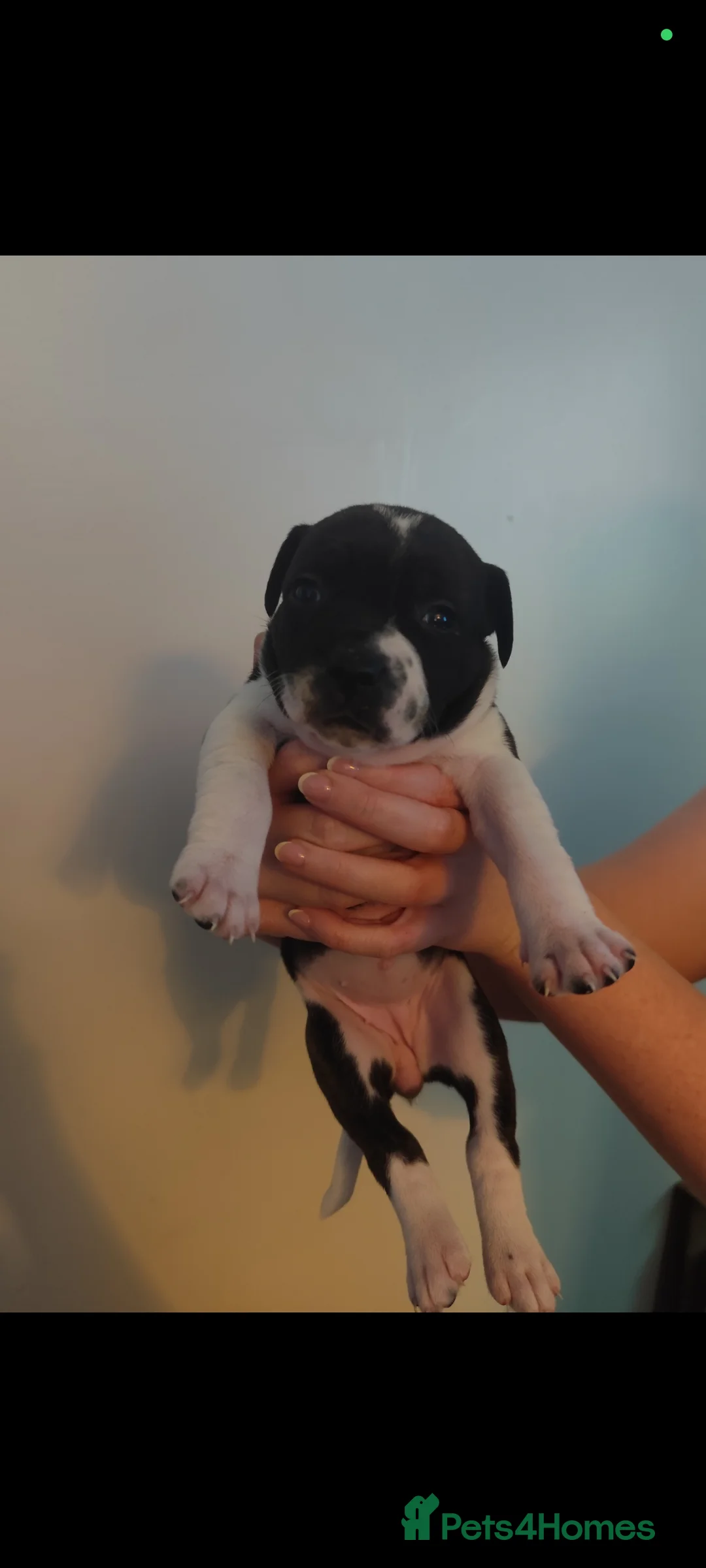Mixed Breed dogs for sale: Beautiful Litter of Staffy puppies - Advert 9