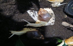 Snails invertebrates for sale: 5 adult African Land Snails and complete set up  - Image 3