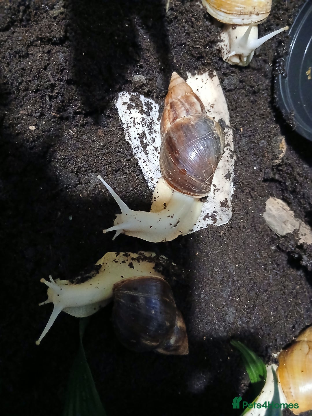 Snails invertebrates for sale: 5 adult African Land Snails and complete set up  - Image 3
